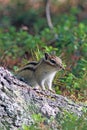 Tamias sibiricus were asiaticus. A Chipmunk peeks out from behind the cedar