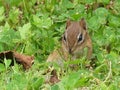 Eastern Chipmunk in Grass and Clover Enjoying a Snack