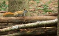 Cute American Red Squirrel On Logs In Forest