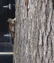 Tamiasciurus Hudsonicus Or Red Squirrel On Tree Trunk