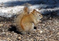 Tamiasciurus Hudsonicus Or Red Squirrel