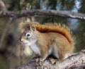 Tamiasciurus Hudsonicus Or Red Squirrel