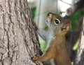 Tamiasciurus Hudsonicus or red squirrel in tree