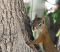 Tamiasciurus Hudsonicus or red squirrel in tree Royalty Free Stock Photo