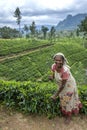 A Tamil tea picker on a plantation at Nuwara Eliya in Sri Lanka. Royalty Free Stock Photo