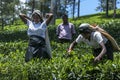 Tamil tea pickers gather a crop of fresh leaves on a plantation in the Nuwara Eliya region of Sri Lanka. Royalty Free Stock Photo