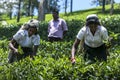 Tamil tea pickers gather a crop of fresh leaves on a plantation in the Nuwara Eliya region of Sri Lanka. Royalty Free Stock Photo