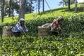 Tamil tea pickers move through a plantation in the Nuwara Eliya region of Sri Lanka. Royalty Free Stock Photo