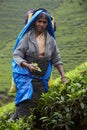 Tamil woman picks fresh tea leaves