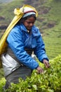 Tamil woman picks fresh tea leaves