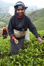 Tamil woman picks fresh tea leaves