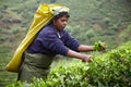 Tamil woman picks fresh tea leaves