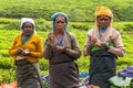 A Tamil woman from Sri Lanka breaks tea leaves on tea plantation with the traditional tea plucking method at haputale, Sri Lanka