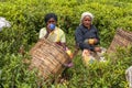 A Tamil woman from Sri Lanka breaks tea leaves on tea plantation with the traditional tea plucking method at haputale, Sri Lanka