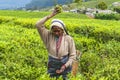 A Tamil woman from Sri Lanka breaks tea leaves on tea plantation with the traditional tea plucking method at haputale, Sri Lanka