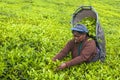 A Tamil woman from Sri Lanka breaks tea leaves on tea plantation with the traditional tea plucking method at haputale, Sri Lanka