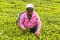 A Tamil woman from Sri Lanka breaks tea leaves on tea plantation with the traditional tea plucking method at haputale, Sri Lanka