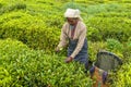 A Tamil woman from Sri Lanka breaks tea leaves on tea plantation with the traditional tea plucking method at haputale, Sri Lanka