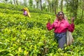 A Tamil woman from Sri Lanka breaks tea leaves on tea plantation with the traditional tea plucking method at haputale, Sri Lanka