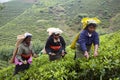 Tamil women pick fresh tea leaves