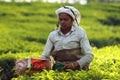 Tamil worker on a tea plantation