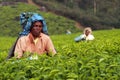 Tamil worker on a tea plantation