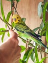 Taming a young budgie. Green young budgie sitting on the branch