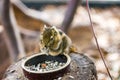 Tamiops swinhoei squirrel eating nut on the wood desk, lovely nice small animal.