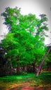 Tamirand tree Royalty Free Stock Photo