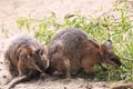 Tammar wallabies Royalty Free Stock Photo