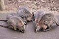 the tammar wallabies are eatin g Royalty Free Stock Photo