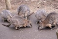 the tammar wallabies are all looking for food Royalty Free Stock Photo