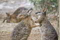 Tammar wallabies Royalty Free Stock Photo