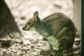 Tammar Wallaby at Wildlife Sydney Royalty Free Stock Photo