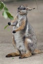 Tammar Wallaby Royalty Free Stock Photo