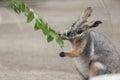 Tammar Wallaby Royalty Free Stock Photo