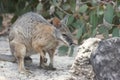 Tammar Wallaby, Australia Royalty Free Stock Photo