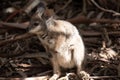 the Tammar Wallaby is in the shadows