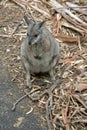 the tammar wallaby is standing up on its hind legs Royalty Free Stock Photo