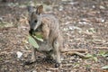 the tammar wallaby is standing up on its hind legs eating leaves Royalty Free Stock Photo