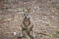 the tammar wallaby is standing up on its hind legs eating leaves Royalty Free Stock Photo