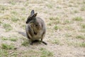 the tammar wallaby is standing up on its hind legs Royalty Free Stock Photo