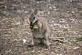 the tammar wallaby is standing up on its hind legs eating leaves Royalty Free Stock Photo
