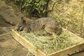 Tammar Wallaby Kangaroo sleeping in wooden box with herbs Royalty Free Stock Photo