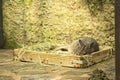 Tammar Wallaby Kangaroo sleeping in wooden box with herbs Royalty Free Stock Photo