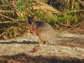 Tammar Wallaby Looking at Camera Royalty Free Stock Photo