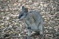 the tammar wallaby is looking for food