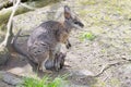 Tammar wallaby (Macropus eugenii) with baby Royalty Free Stock Photo