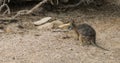 Tammar Wallaby, Macropus eugenii, on Kangaroo Island Royalty Free Stock Photo