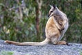 Tammar Wallaby, Macropus eugenii, sits on a rock and observes the surroundings. Australia Royalty Free Stock Photo